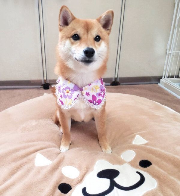 お座りするなつちゃん