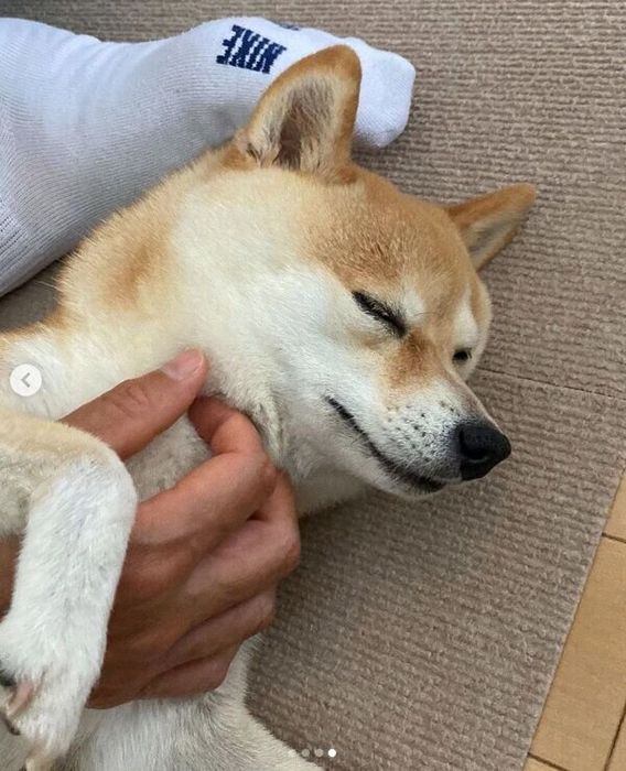 パパさんにナデナデしてもらうすずちゃん