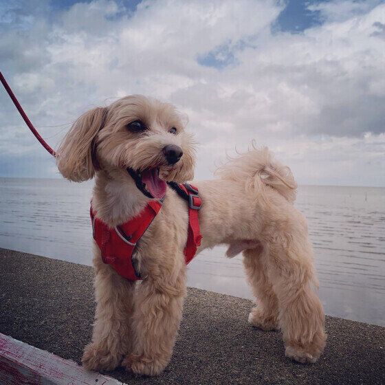 小型犬 お散歩 いぬのきもち