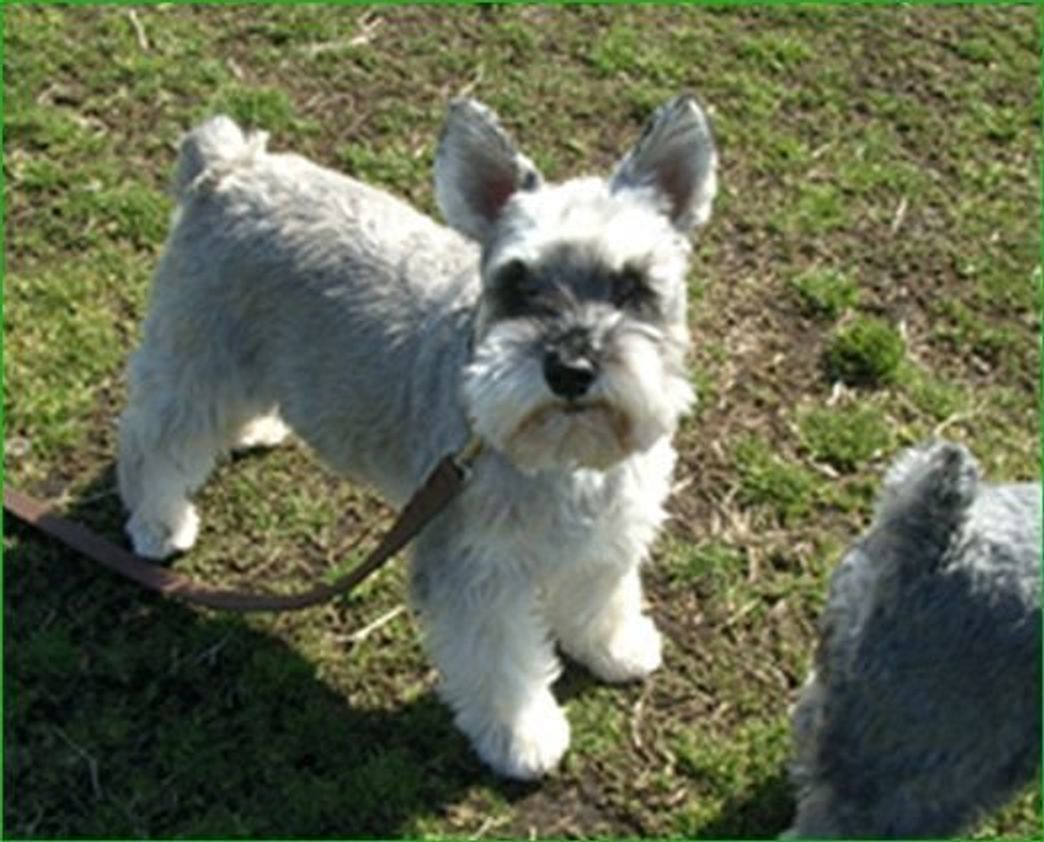 犬との暮らし 理想のかたちとは Vol 3 いぬねこ宅の幸せスタイル いぬのきもちweb Magazine 犬との暮らし 理想のかたちとは Vol 3 いぬねこ宅の幸せスタイル いぬのきもちweb Magazine