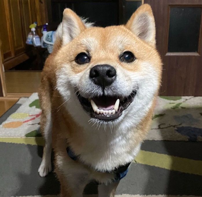 笑顔が可愛い福ちゃん