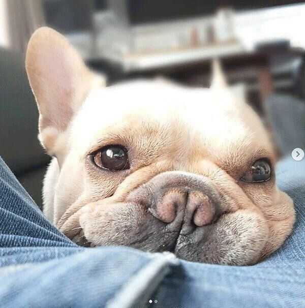 まったりするボブくん