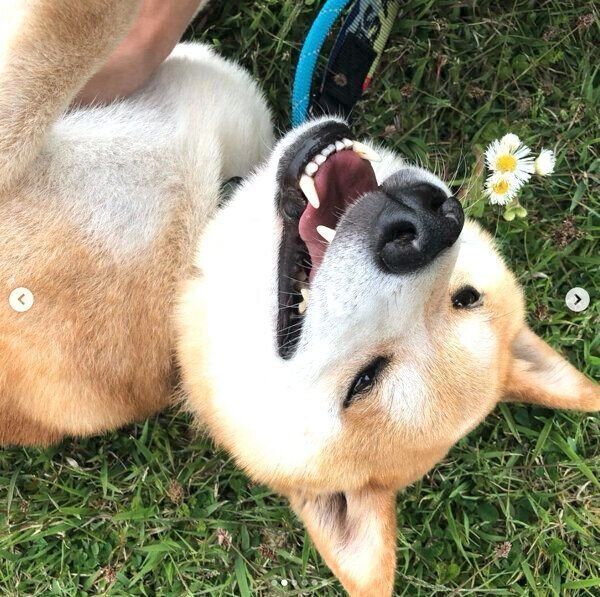 寝転がる咲ク太郎くん