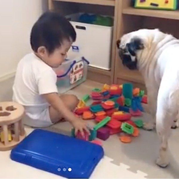 赤ちゃんと見守るパグ