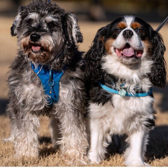 『冬から春に気をつけたい犬の健康管理』 季節の変わり目に多い犬の病気と症状は？ いぬのきもち