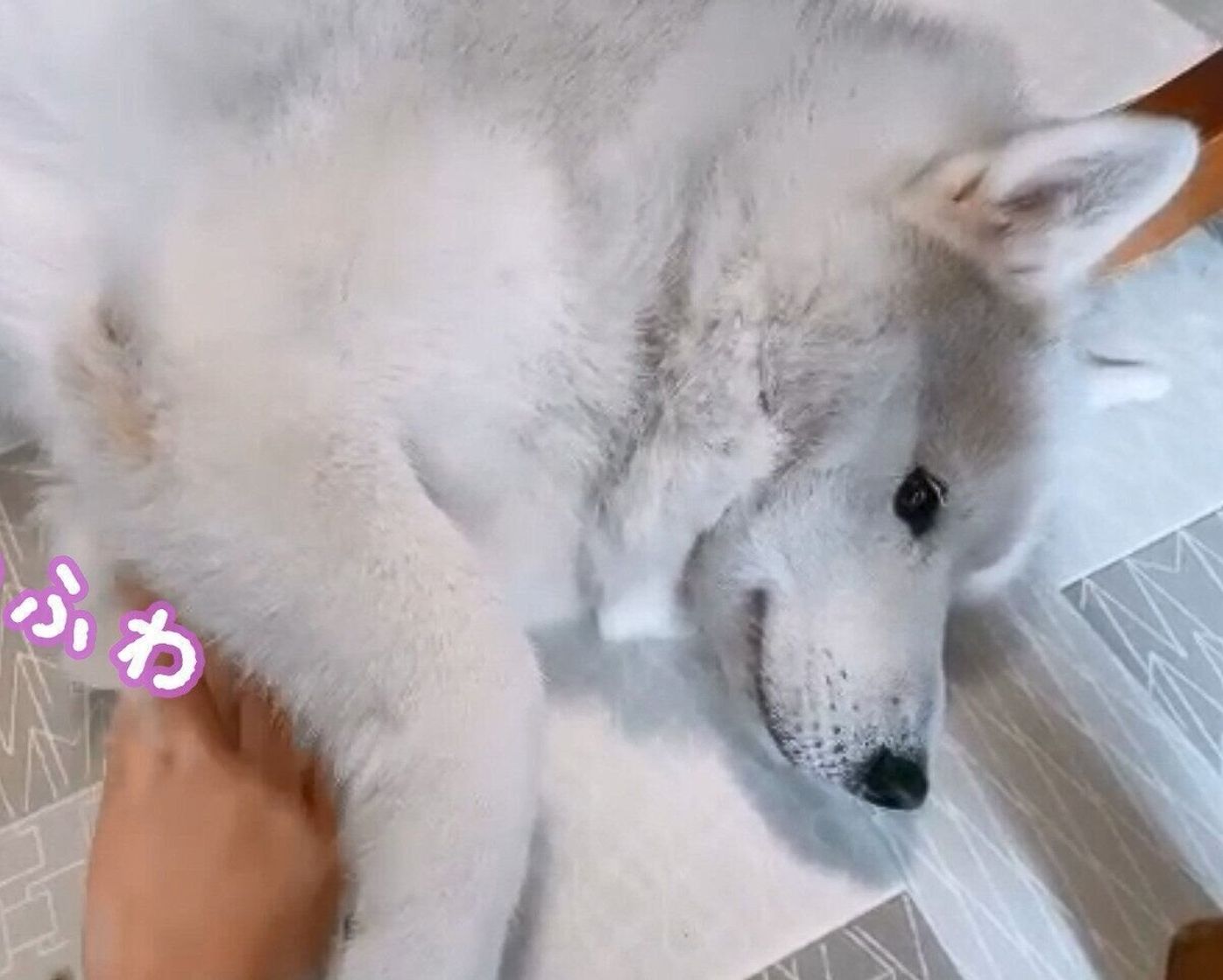 モフモフです 全身ふわふわのハスキー コーギーをなでると とっても幸せそうだった いぬのきもちweb Magazine モフモフです 全身ふわふわのハスキー コーギーをなでると とっても幸せそうだった いぬのきもちweb Magazine