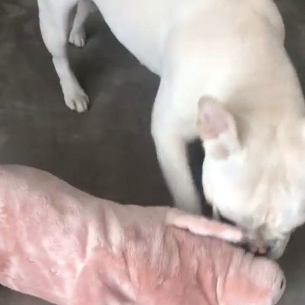 新入りさんの身体検査をするフレンチ・ブルドッグ