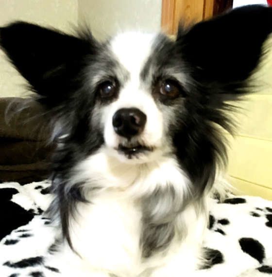 今年で16才、パピヨンのハッピー