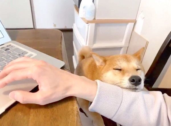 在宅ワークをするパパさんに寄り添うりんご郎くん