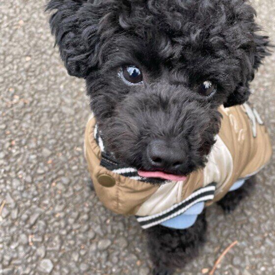 見つめるトイ・プードル