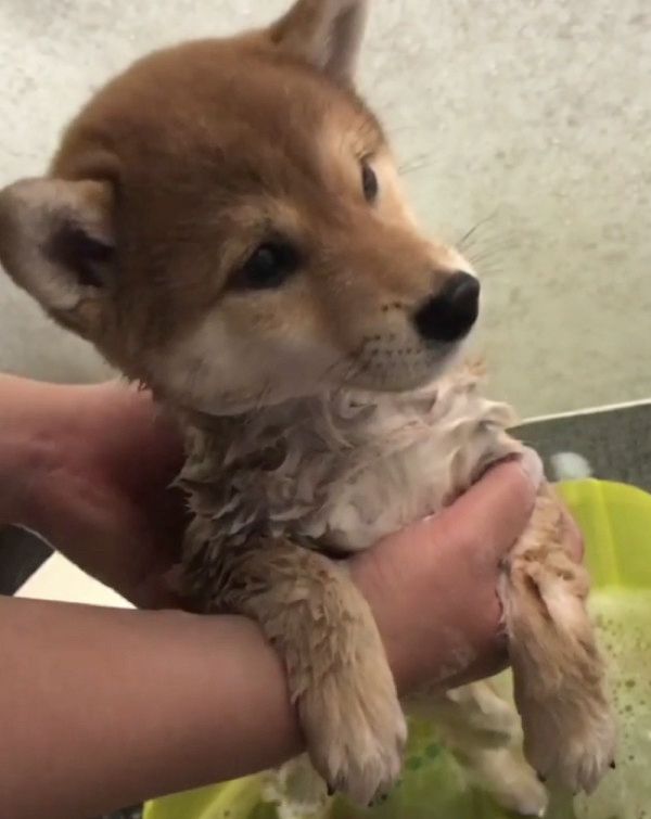 初シャンプーする柴犬
