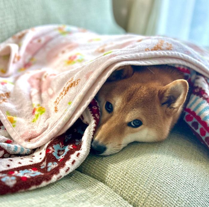 ブランケットをかぶるむぎまるくん