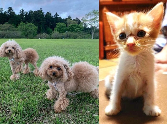 トイプードル 子猫