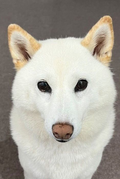 飼い主さんが食べているごはんを見つめるチョビちゃん