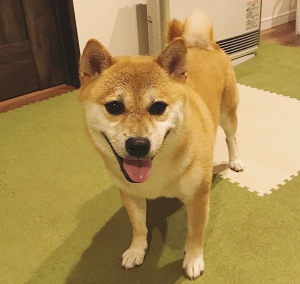 柴犬のもん太ちゃん