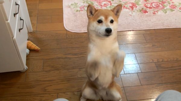 見つめる柴犬