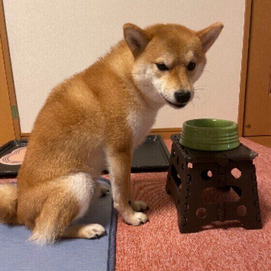 ご飯を待つ柴犬