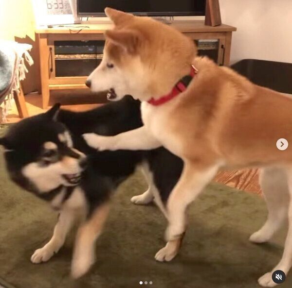 仲良くワンプロをする、はなちゃんとさくちゃん