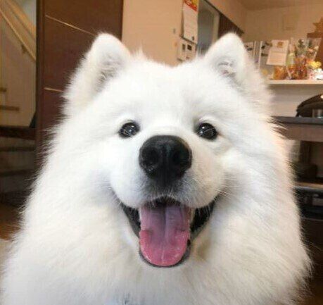 サモエドスマイル