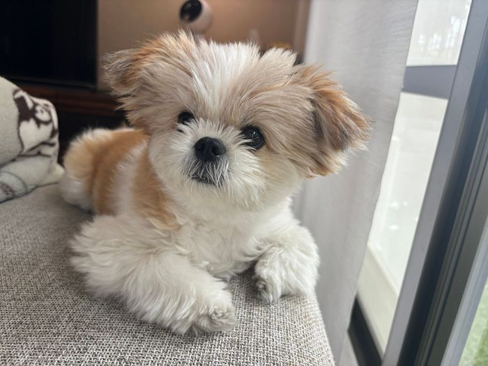 まったりするぽん酢ちゃん