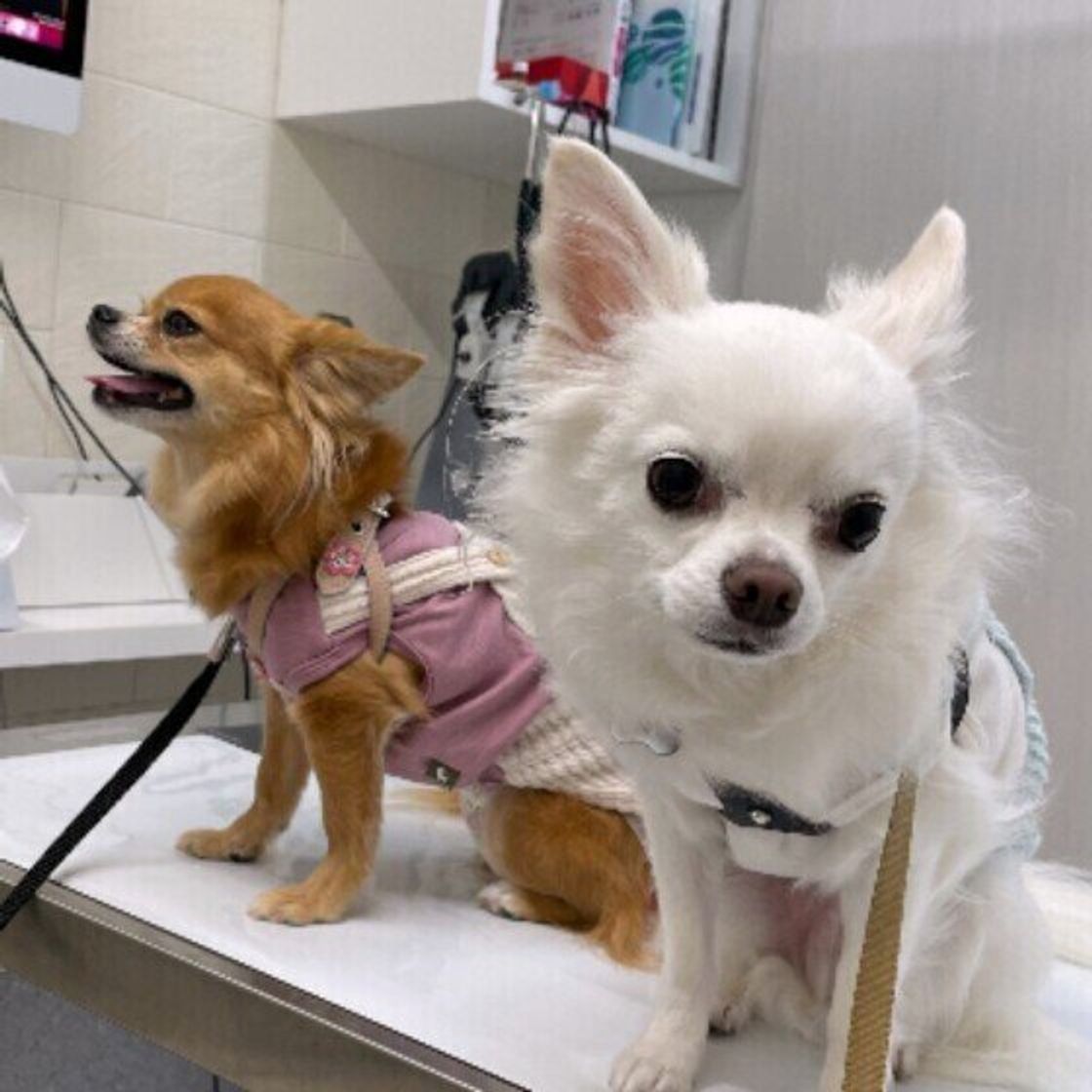 犬の レプトスピラ症 とは 混合ワクチンの接種で愛犬を感染症から守ろう いぬのきもちweb Magazine 犬の レプトスピラ症 とは 混合ワクチンの接種で愛犬を感染症から守ろう いぬのきもちweb Magazine