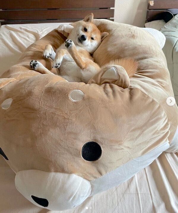 クッションでまったりする紅丸くん