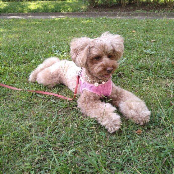 トイ・プードルの心愛ちゃん