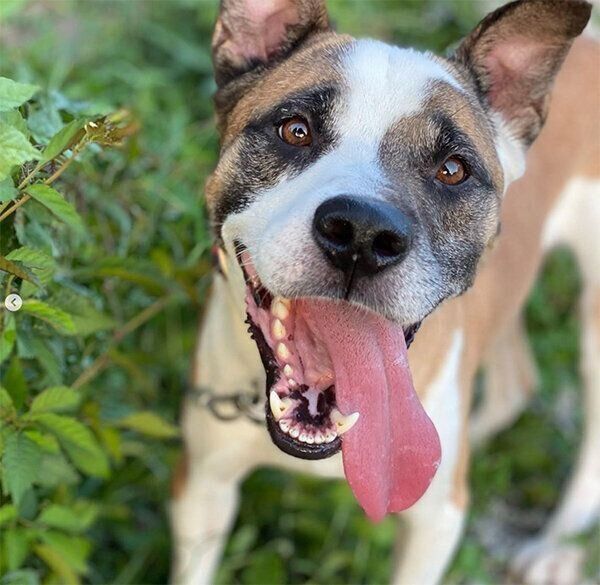 アグレッシブなMIX犬の「ボス」