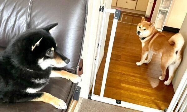 つぶらちゃんを見つめるこてまる先輩