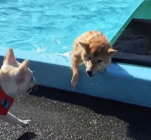 プールで遊ぶ柴犬