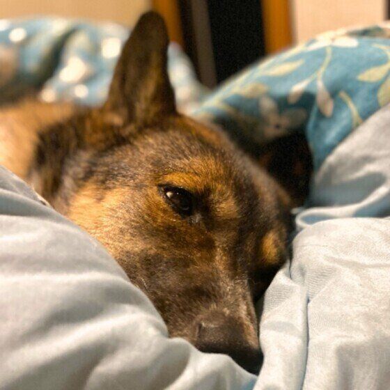 中型犬のウニくん