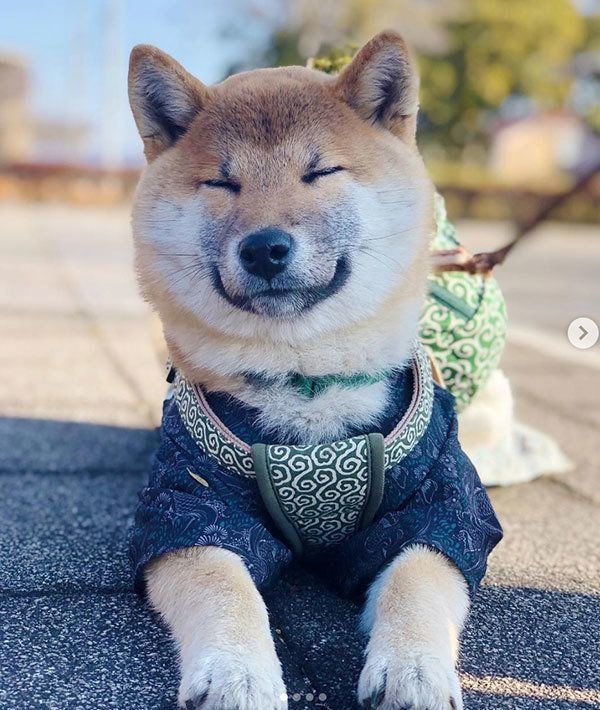 笑顔が尊い柴犬・そらくん