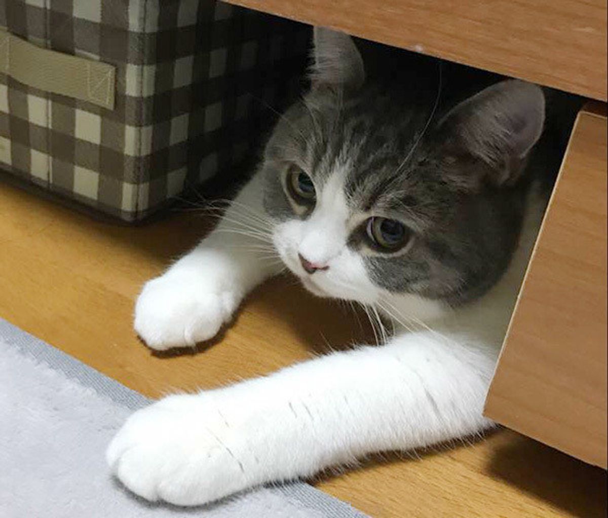 長年の議論 犬と猫はどちらが賢い がついに決着 しかし飼い主さんから反論の声が いぬのきもちweb Magazine 長年の議論 犬と猫はどちらが賢い がついに決着 しかし飼い主さんから反論の声が いぬのきもちweb Magazine