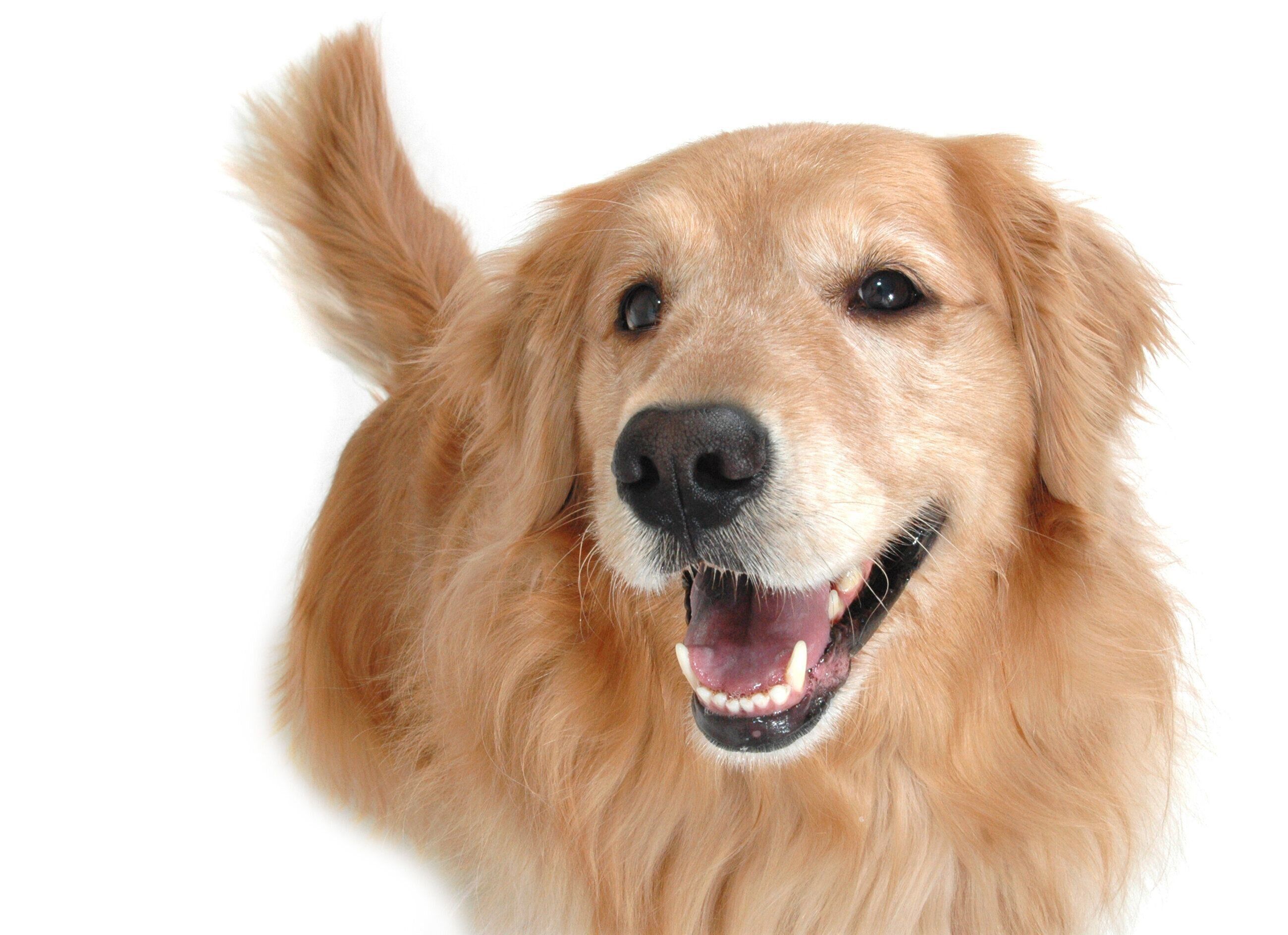 笑顔の大型犬