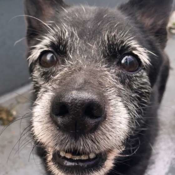 シニア犬との過ごし方