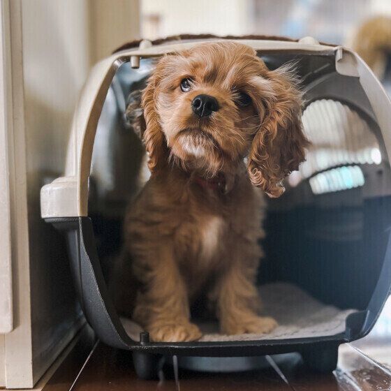 犬をケージやクレートで寝かせる際の「冬の寒さ対策」とは？ いぬのきもち