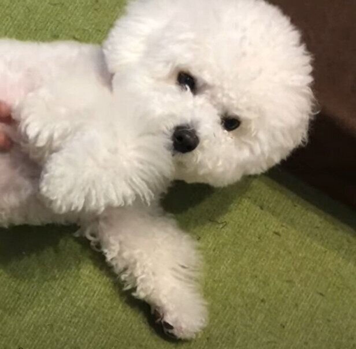 可愛さの無限ループ パパになでてほしい犬 目で訴えて仕事をさせない いぬのきもちweb Magazine 可愛さの無限ループ パパになでてほしい犬 目で訴えて仕事をさせない いぬのきもちweb Magazine