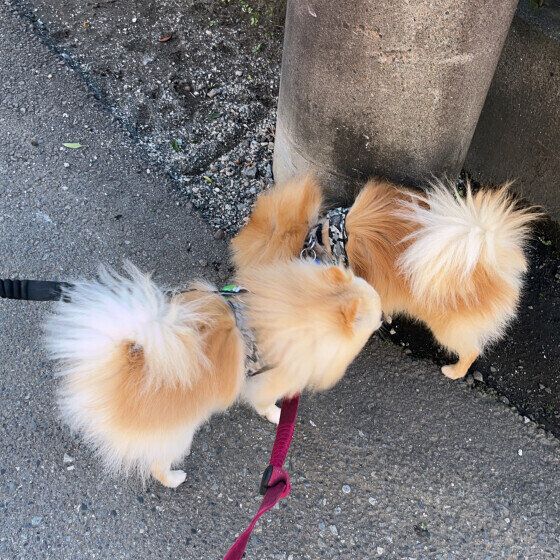 ポメラニアンのおこめくんたち