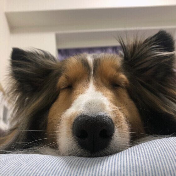 犬の認知症はどんな病気？ 認知症になりやすい犬の傾向を獣医師に聞いた いぬのきもち