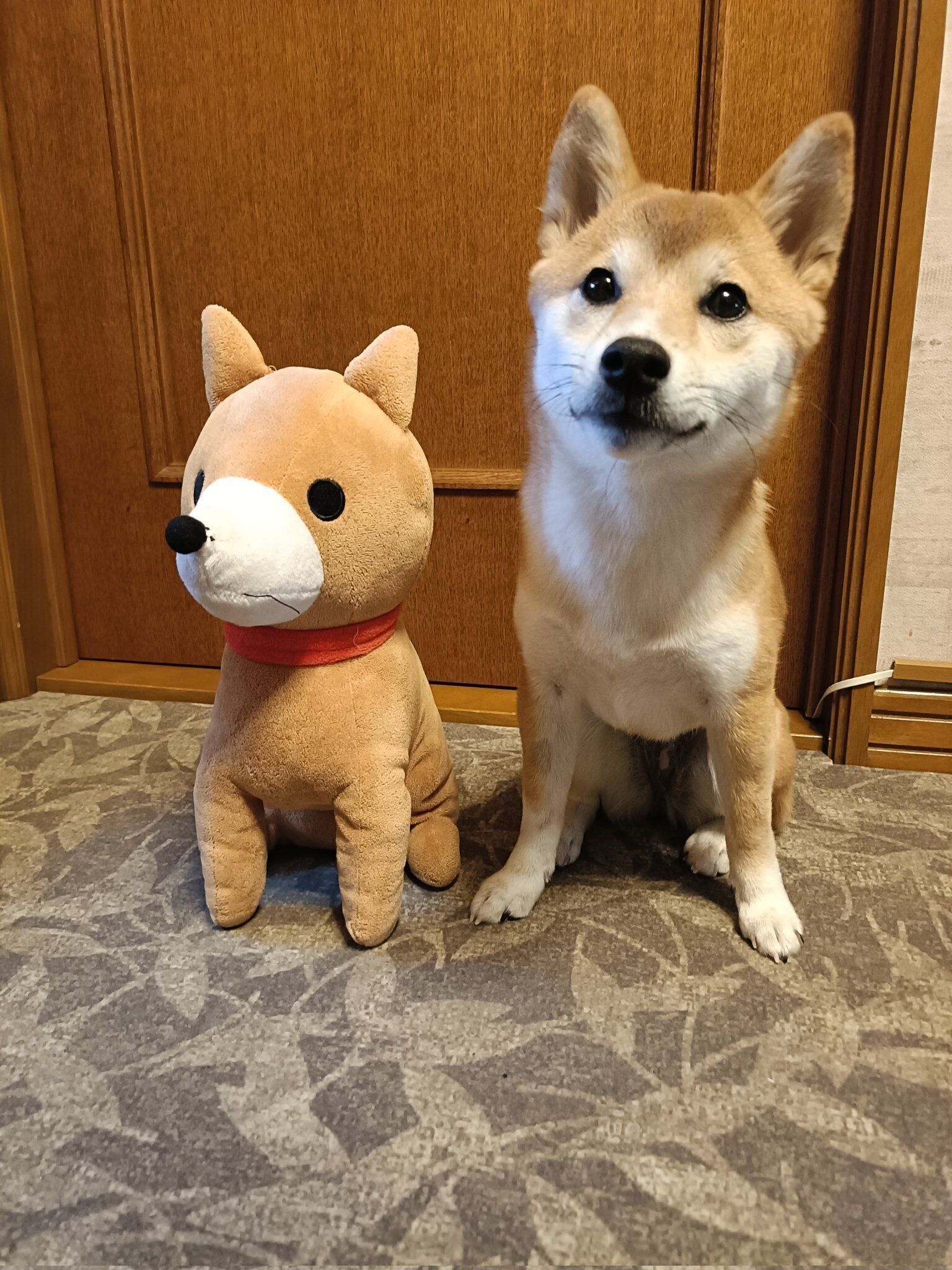 生後6カ月の柴犬