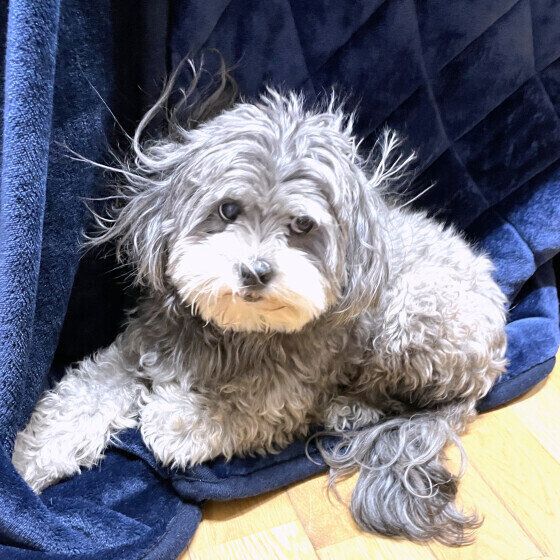 犬の静電気対策はある？ 愛犬を触るとバチバチ静電気を感じる時の対処法 いぬのきもち