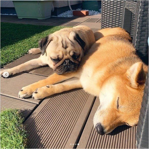 日向ぼっこをしているラルくん、アキちゃん