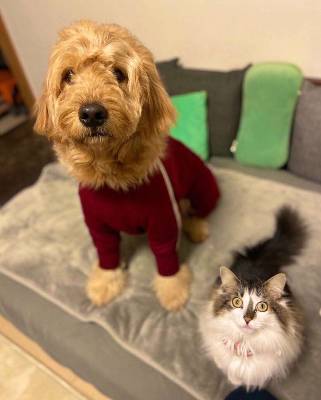 見つめるえんじろうくん、さんちゃん