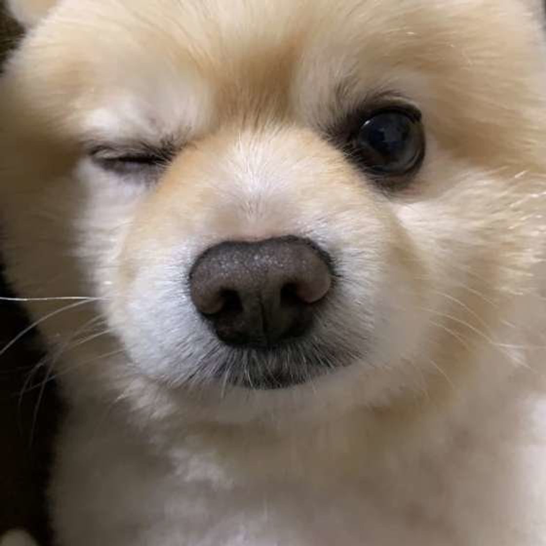 どんな犬にも いいところ がある 愛犬の 長所 言えますか いぬのきもちweb Magazine どんな犬にも いいところ がある 愛犬の 長所 言えますか いぬのきもちweb Magazine