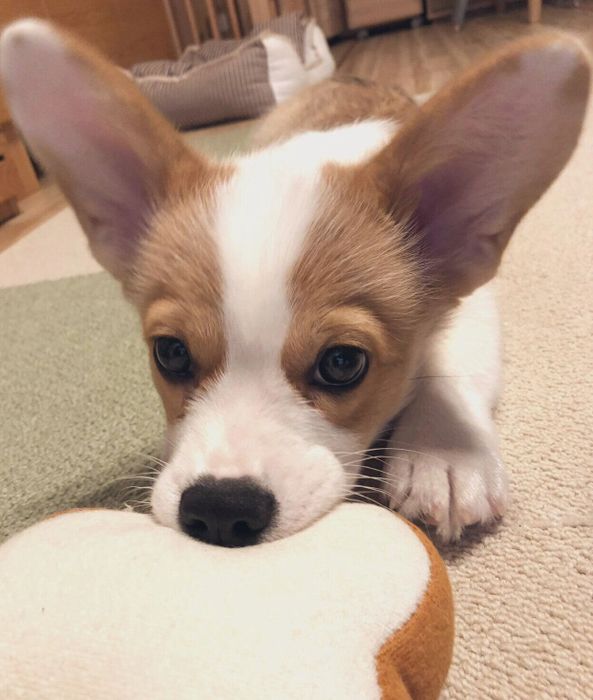 ぬいぐるみをくわえるルコスくん