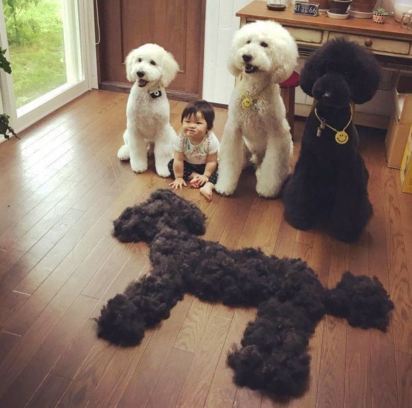 整列するくぅさん・りっくん・がっくん・まめちゃん