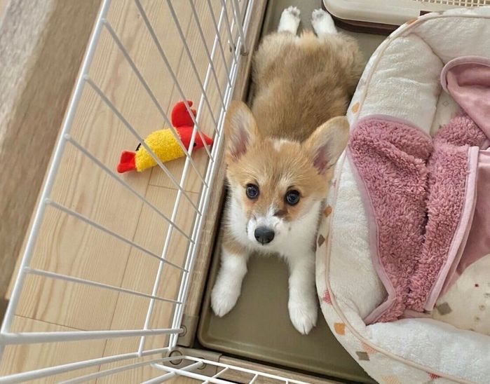 子犬時代のこむぎちゃん