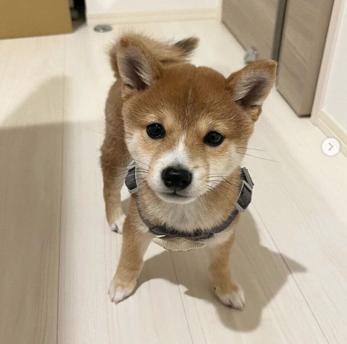 ハーネスをつけるこまくん