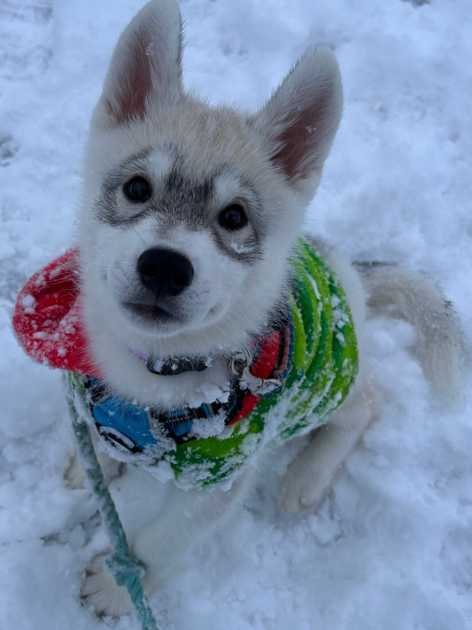 生後3カ月のころのしゃけ丸くん