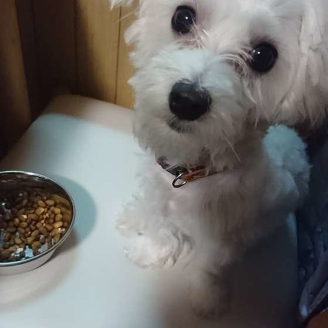 犬にキウイはng キウイに期待できる効果や ヒトと異なる与える時の注意点など いぬのきもちweb Magazine 犬にキウイはng キウイに期待できる効果や ヒトと異なる与える時の注意点など いぬのきもちweb Magazine